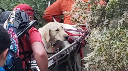 Illustration : Un groupe de secouristes tente de sauver un Labrador victime d'un coup de chaleur en pleine montagne