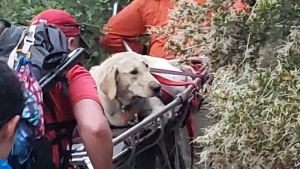 Illustration : Un groupe de secouristes tente de sauver un Labrador victime d'un coup de chaleur en pleine montagne