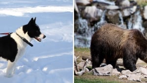 Illustration : Des chiens élevés pour protéger les ours en les éloignant des habitations