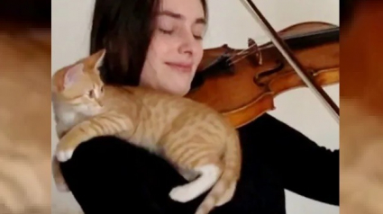 Illustration : Volontaire dans un refuge, cette jeune violoniste a trouvé en ce chaton abandonné, le spectateur le plus mignon ! 