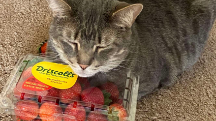 Illustration : Dévoré par sa passion pour les produits naturels, ce chat ne se repose que sur un lit de fraises !