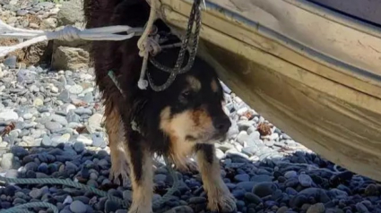 Illustration : Perdu depuis 3 mois par ses propriétaires, un chien voit 2 surfeurs faire face aux vents violents pour tenter de le sauver d'une grotte !