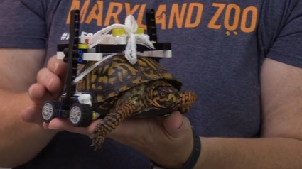 Illustration : Un groupe de vétérinaires fabrique une plateforme roulante à partir de LEGO pour aider une tortue renversée par un véhicule