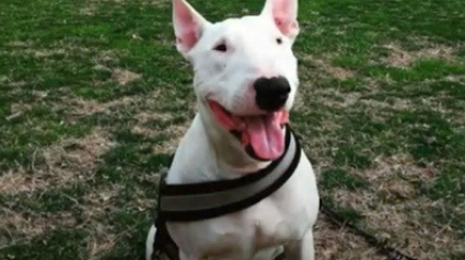 Illustration : Touché par balle en tentant de sauver ses maîtres d’un vol à main armée, un Bull Terrier reçoit une médaille récompensant sa bravoure !