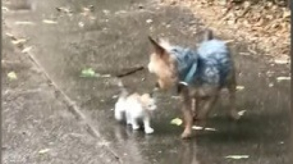 Illustration : Un Yorkshire découvre et sauve un chaton errant sous une pluie battante (Vidéo)