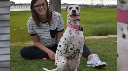 Illustration : Retiré d'un abattoir pour chiens où il a été amputé, ce Dalmatien à deux pattes découvre l'amour !