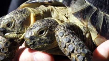 Illustration : Cette tortue à deux têtes fête sa 23e année et devient la plus vieille de son espèce