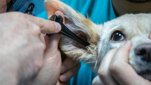 Illustration : Une équipe de vétérinaires lance un salon virtuel grand public consacré à la santé des animaux de compagnie