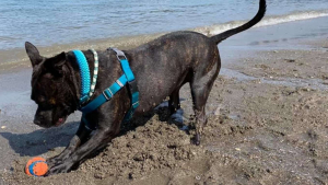 Illustration : Obsédée par les sorties au bord de mer, cette chienne tente chaque jour par tous les moyens de convaincre sa maîtresse !