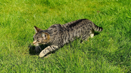 Illustration : Il existerait 5 profils de propriétaires de chats d'après la science : quel est le vôtre ?  