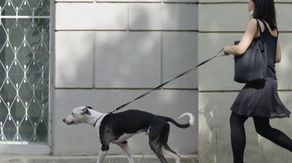 Illustration : Covid-19 : face à la pandémie, les comportements des propriétaires de chiens changent. Quels impacts pour nos animaux ? 