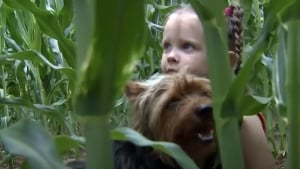 Illustration : Perdue dans un champ de maïs, cette jeune fille de 3 ans survit une nuit entière grâce à son Yorkshire 