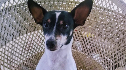 Illustration : Abattu par le décès de son grand-père, cet homme reprend goût à la vie grâce à son Jack Russel "envoyé par Dieu" !