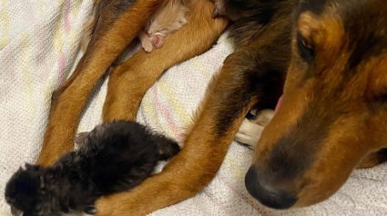 Illustration : Une chienne errante endeuillée par la perte de sa portée redécouvre les joies de la maternité dans un refuge, avec des chatons orphelins !