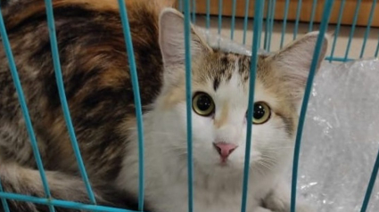 Illustration : Une jeune femme annule un vol pour rechercher sa chatte perdue dans un aéroport et la retrouve au bout de 4 jours !