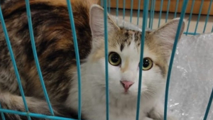 Illustration : Une jeune femme annule un vol pour rechercher sa chatte perdue dans un aéroport et la retrouve au bout de 4 jours !