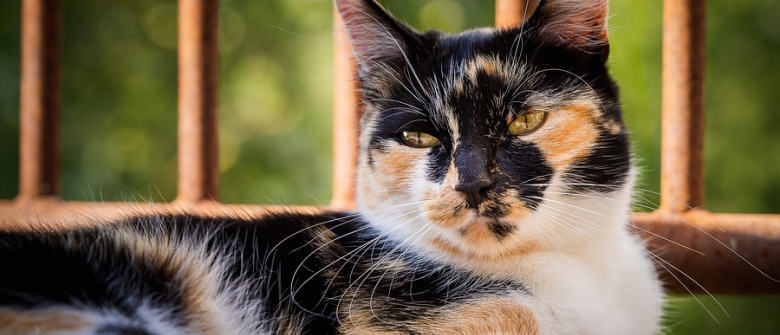 Une Etude Revele Un Lien Entre La Couleur De La Fourrure De Votre Chat Et Son Niveau D Agressivite