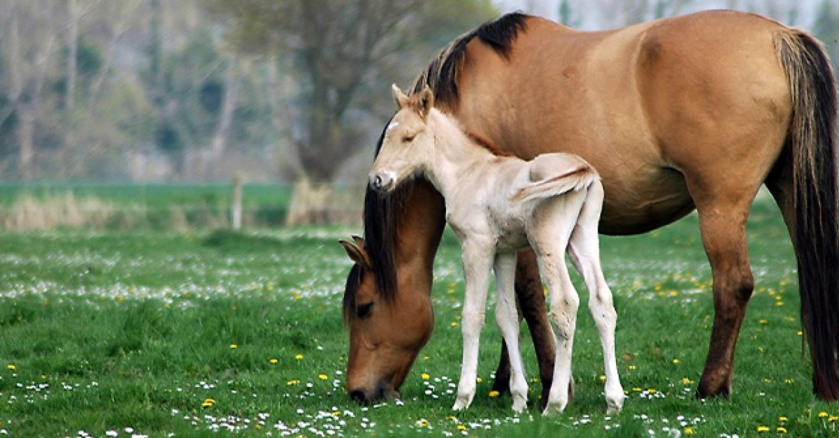 Reservation D Un Poulain In Utero Definition Fonctionnement Et Prix