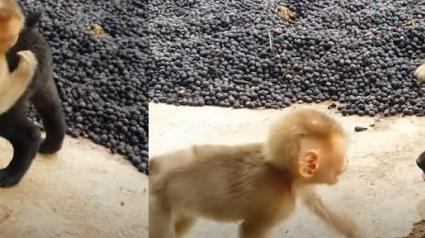 Illustration : Deux chiots rencontrent un bébé singe dans un refuge et découvrent l’amitié de la façon la plus adorable ! (Vidéo)