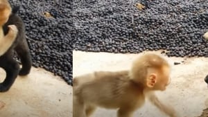 Illustration : Deux chiots rencontrent un bébé singe dans un refuge et découvrent l’amitié de la façon la plus adorable ! (Vidéo)