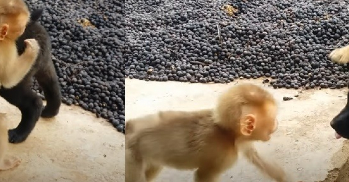 Deux Chiots Rencontrent Un Bebe Singe Dans Un Refuge Et Decouvrent L Amitie De La Facon La Plus Adorable Video