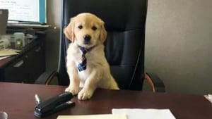 Illustration : 16 chiens qui donnent leur maximum pour garder leur place au bureau pendant le confinement de leur propriétaire