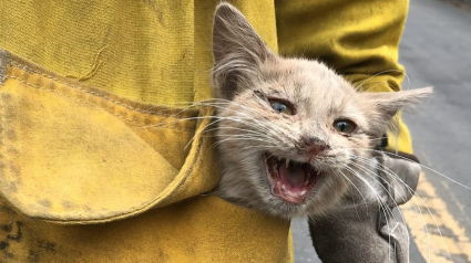 Illustration : Touchés par de violents incendies, les pompiers californiens s’efforcent de sauver les animaux abandonnés, blessés et parfois brûlés !