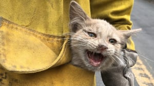 Illustration : "Touchés par de violents incendies, les pompiers californiens s’efforcent de sauver les animaux abandonnés, blessés et parfois brûlés !"