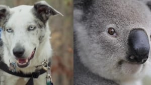 Illustration : Utilisés pour sauver des animaux sauvages blessés, ces chiens permettent aux chercheurs de pérenniser l’espèce des koalas !