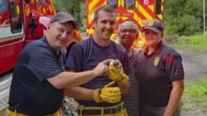 Illustration : À l’aide d’une casserole et d’un tuyau en PVC, ces pompiers parviennent à sauver une portée de chiots et leur maman, coincées dans un caniveau !