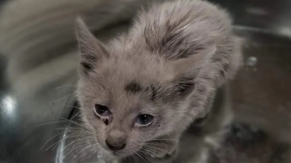 Illustration : Un chaton errant et malade surprend ses sauveteurs lorsque sa fourrure passe du noir au blanc devant eux !