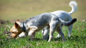 Illustration : La coprophagie a-t-elle joué un rôle dans l’évolution de la domestication des chiens par l’Homme ?