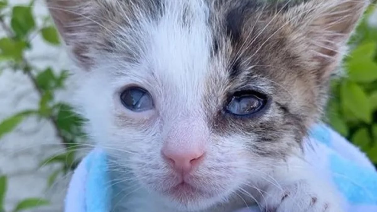 Illustration : "Découvert dans les rues, les yeux infectés et couverts de croûtes, ce chaton de 130 grammes a tout donné pour connaître la chaleur d’un foyer"