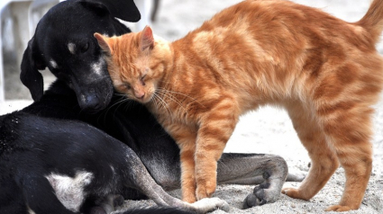 Illustration : Un quinquagénaire se voit retirer la garde de ses animaux après les avoir laissés 3 mois, sans eau ni nourriture dans un logement rempli d’excréments !