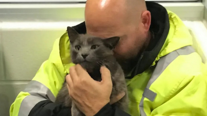 Illustration : Ému par la disparition de son chat qui l’accompagne partout, ce conducteur de poids lourds fond en larmes quand il le retrouve après plusieurs mois de recherches