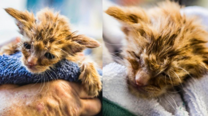 Illustration : Les pompiers californiens sauvent un chaton couvert de cendres aux airs de "Yoda" sur le milieu de la route en plein incendie ! 