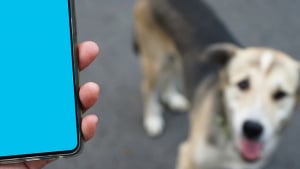 Illustration : "40% des Américains « prêts à abandonner » leur chien contre du temps sur leurs smartphones !"