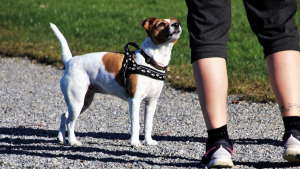 Illustration : "Les propriétaires de chiens confinés ou en télétravail auraient plus de facilités à se maintenir en forme qu’une personne seule !"