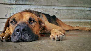 Illustration : Une jeune femme décide de prendre en charge le chien de son ex-compagnon en apprenant la situation dans laquelle il se trouve, alertée par son fils !