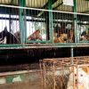 Illustration : Une ONG relance le débat sur la consommation de viande de chien après la découverte de près de 200 chiens enfermés dans des cages en Corée du Sud ! 