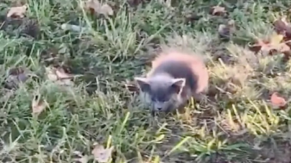 Illustration : Une jeune femme prend en charge un chaton errant sur le bord de la route, apeuré, il hurlait pour se faire entendre !