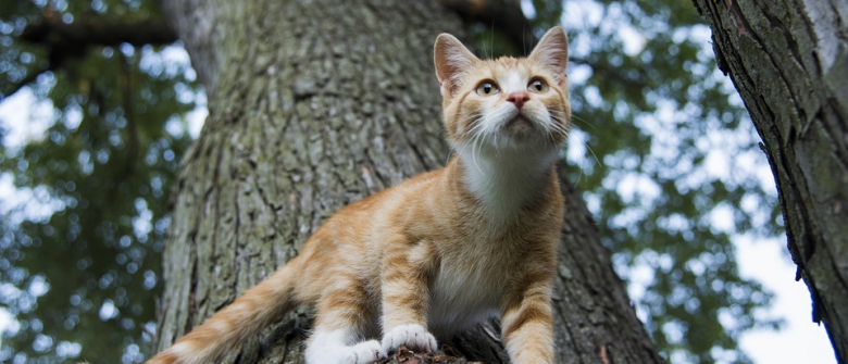 Une Association En Quete D Un Chat Errant Coince Tout En Haut D Un Arbre Sauve La Vie D Un Homme Qui Avait Perdu Le Gout De Vivre