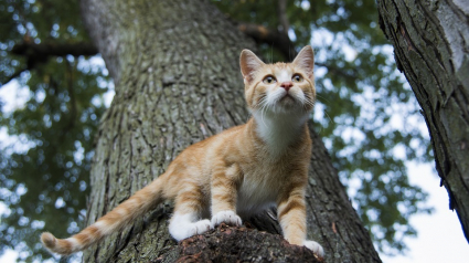 Illustration : Une association en quête d’un chat errant coincé tout en haut d’un arbre sauve la vie d’un homme qui avait perdu le goût de vivre !