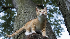 Illustration : "Une association en quête d’un chat errant coincé tout en haut d’un arbre sauve la vie d’un homme qui avait perdu le goût de vivre !"