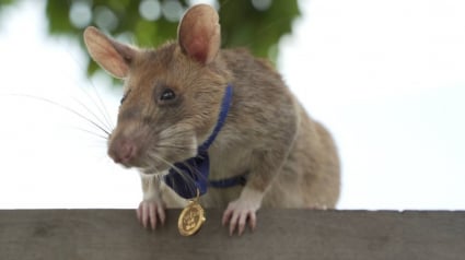 Illustration : Un rat démineur reçoit une médaille pour avoir servi héroïquement et inspecté l’équivalent de 20 terrains de football !