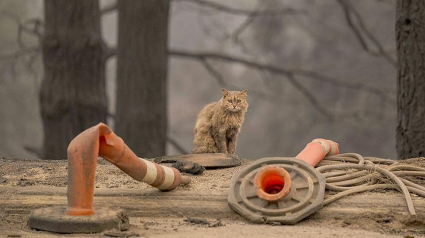 Illustration : Un quartier entier se réjouit des retrouvailles entre une famille et son chat perdu dans l'incendie qui a détruit leur foyer après un mois de recherches