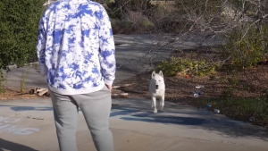 Illustration : Alerté par un Husky venu réclamer son aide, un jeune photographe sauve un chien de la noyade dans un parc aquatique abandonné ! (Vidéo)