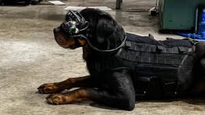 Illustration : Les chiens de l’armée américaine bientôt équipés de lunettes de réalité virtuelle pour aller sur le terrain ? 