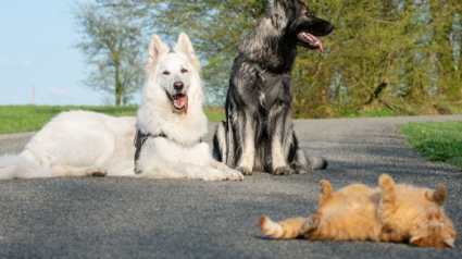 Illustration : Soutenu par les chiens de la famille depuis son sauvetage, ce chat agit comme le troisième chien de la meute !