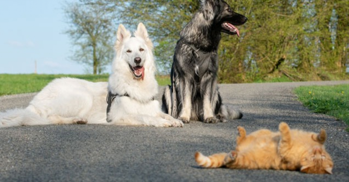 Soutenu Par Les Chiens De La Famille Depuis Son Sauvetage Ce Chat Agit Comme Le Troisieme Chien De La Meute